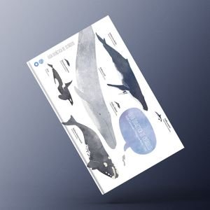 Guía didáctica cetáceos Patagonia Norte