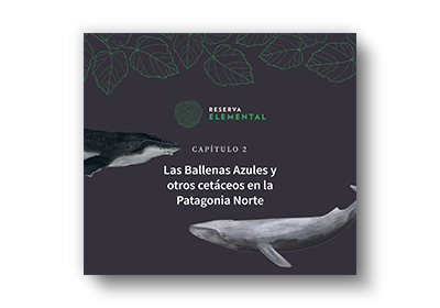 Las Ballenas Azules y otros cetáceos en la Patagonia Norte