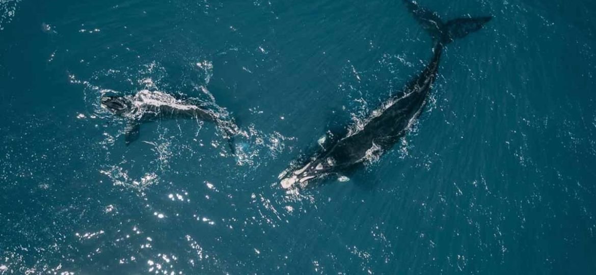 ballenas