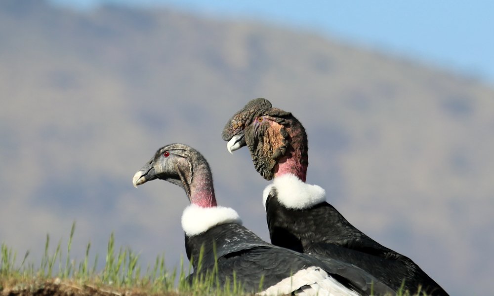 Cóndor andino (Vultur gryphus) ©Eduardo Pavez