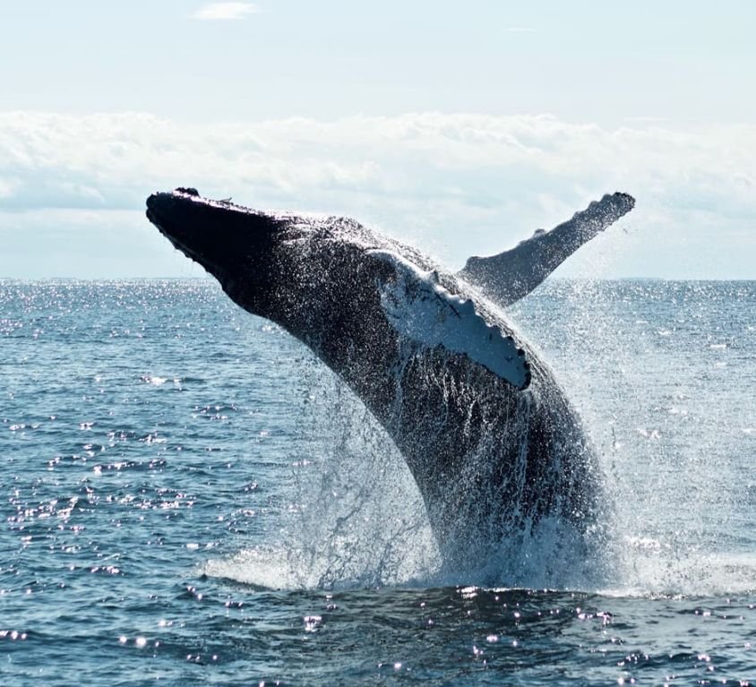 Whale-Noticia-1