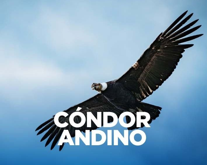 Cóndor andino: comportamientos y particularidades de nuestra especie emblema