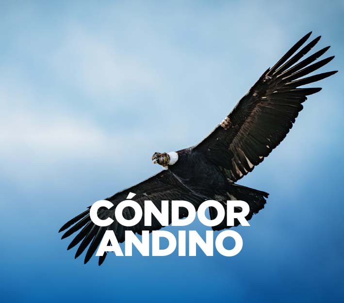 Cóndor andino: comportamientos y particularidades de nuestra especie emblema