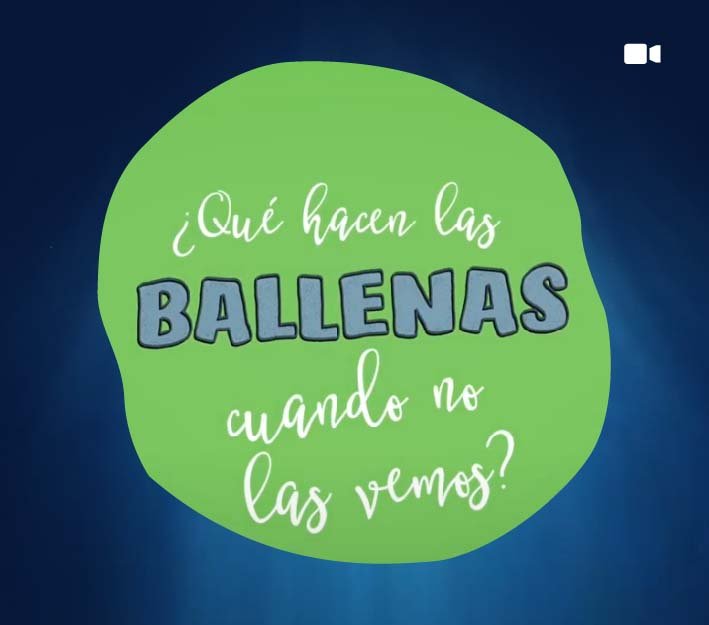 ¿qué hacen las ballenas cuando no las vemos?