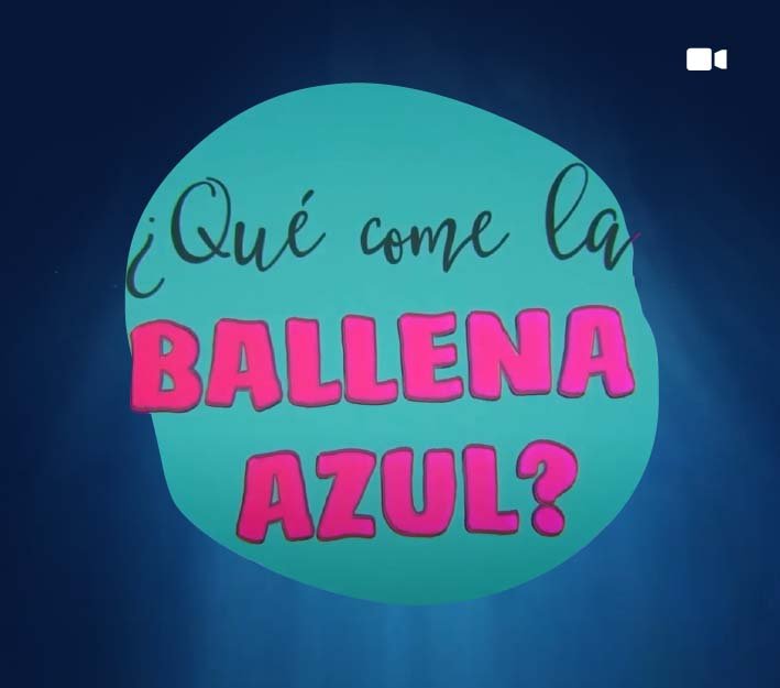 ¿Que come la ballena azul?