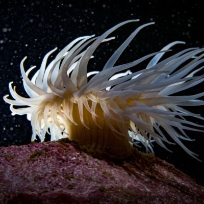 Nombre común: Actinia blanca