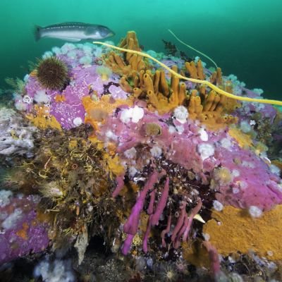 Nombre común: Colores de los fiordos de la Patagonia