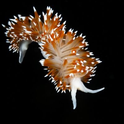 Nombre común: Nudibranquio espalda de fuego