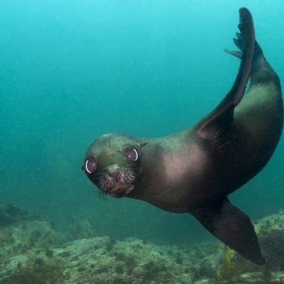 Nombre común: Lobo marino sudamericano