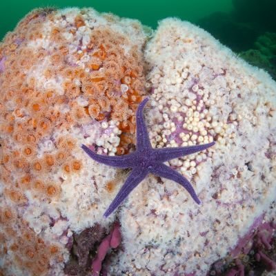 Nombre común: Estrella de mar violeta