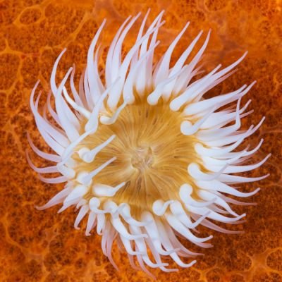 Nombre común: Actinia blanca