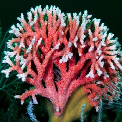 Nombre común: Hidrocoral rojo