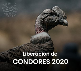 Liberación de Cóndores Parque Likandes