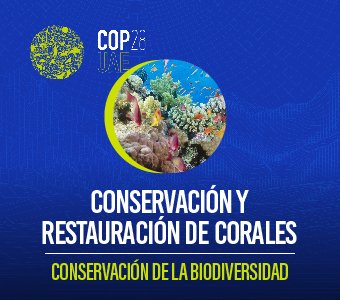 COP28 – Movilizando a la industria y la sociedad para conservar y restaurar los arrecifes de coral