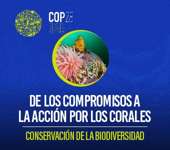 COP28 – Voces no escuchadas: Liderazgo emergente en conservación y restauración de corales