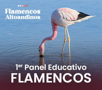 Inauguración del 1er panel educativo sobre los Flamencos