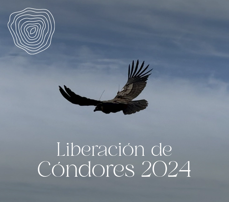 Liberación de cóndores 2024