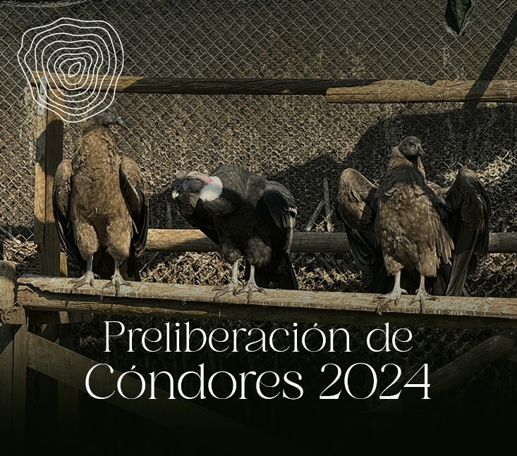 Preliberación de cóndores 2024